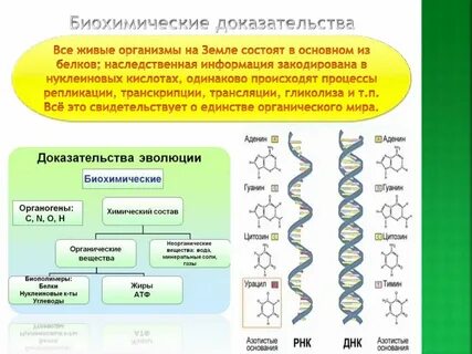 Молекулярные доказательства примеры