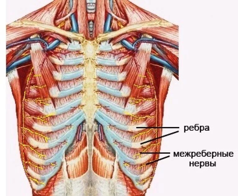 Анатомия грудной клетки межреберная невралгия. Межреберная невралгия между ребрами. Межреберная невралгия 12 ребра. Межреберная невралгия посередине грудной клетки.