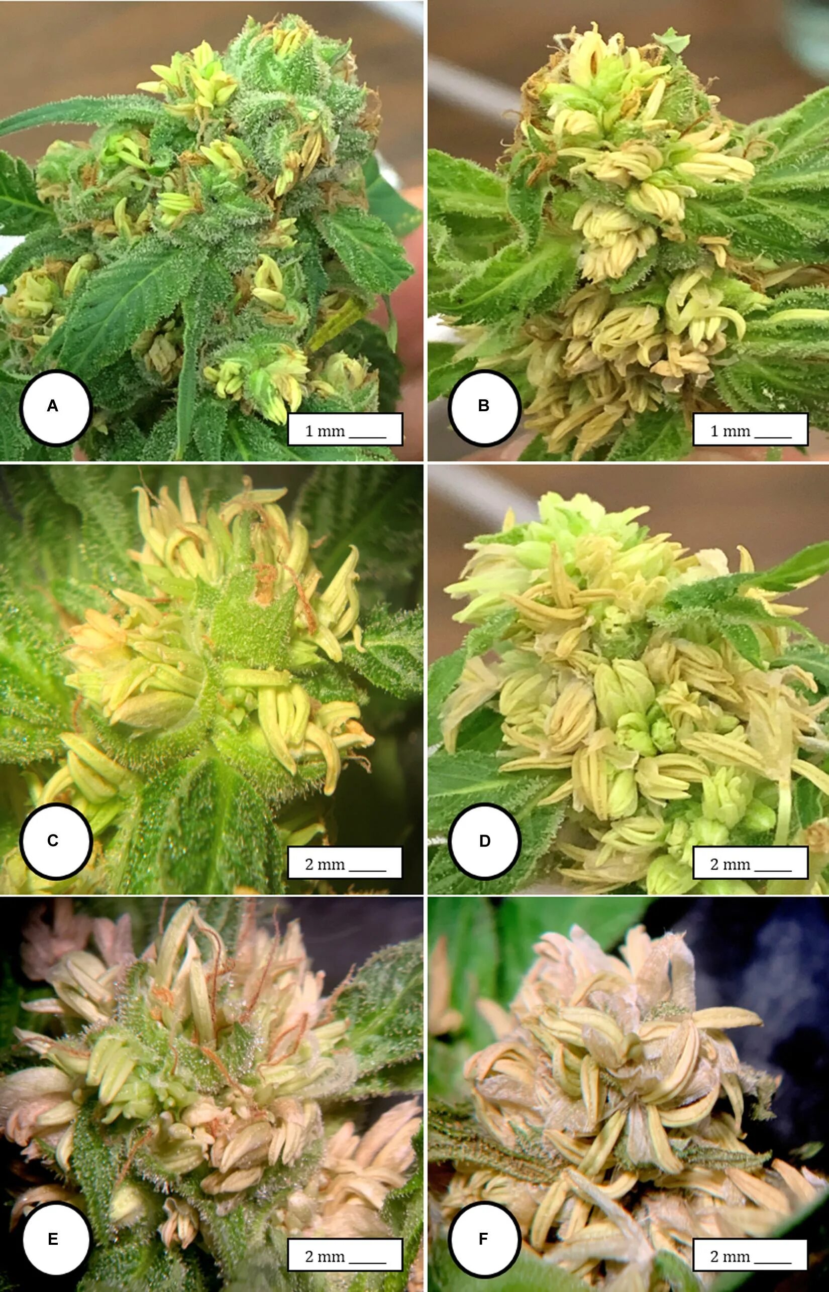 Конопля гермафродит предцвет. Гермик конопля. Гермафродитизм у растений. Автоцвет гермафродит. Cannabis гермафродит.