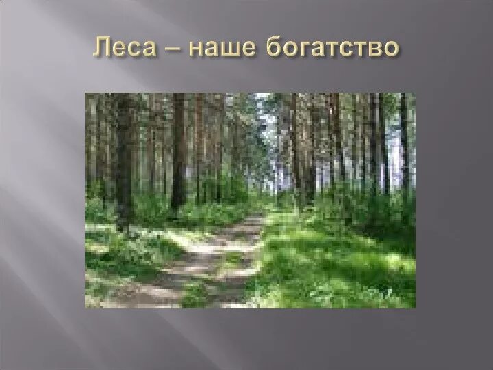 Зоны леса 4 класс. Лесные зоны России презентация. Зона лесов 4 класс. Зона лесов презентация 4 класс. Богатство лесной зоны