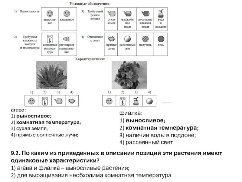 Признаков гусиного гнездовья впр 7 класс ответы. Опишите особенности растений Агавы и фиалки. Агава и фиалка характеристики. Агава условные обозначения. Особенности растений Агавы и фиалки в домашних условиях.