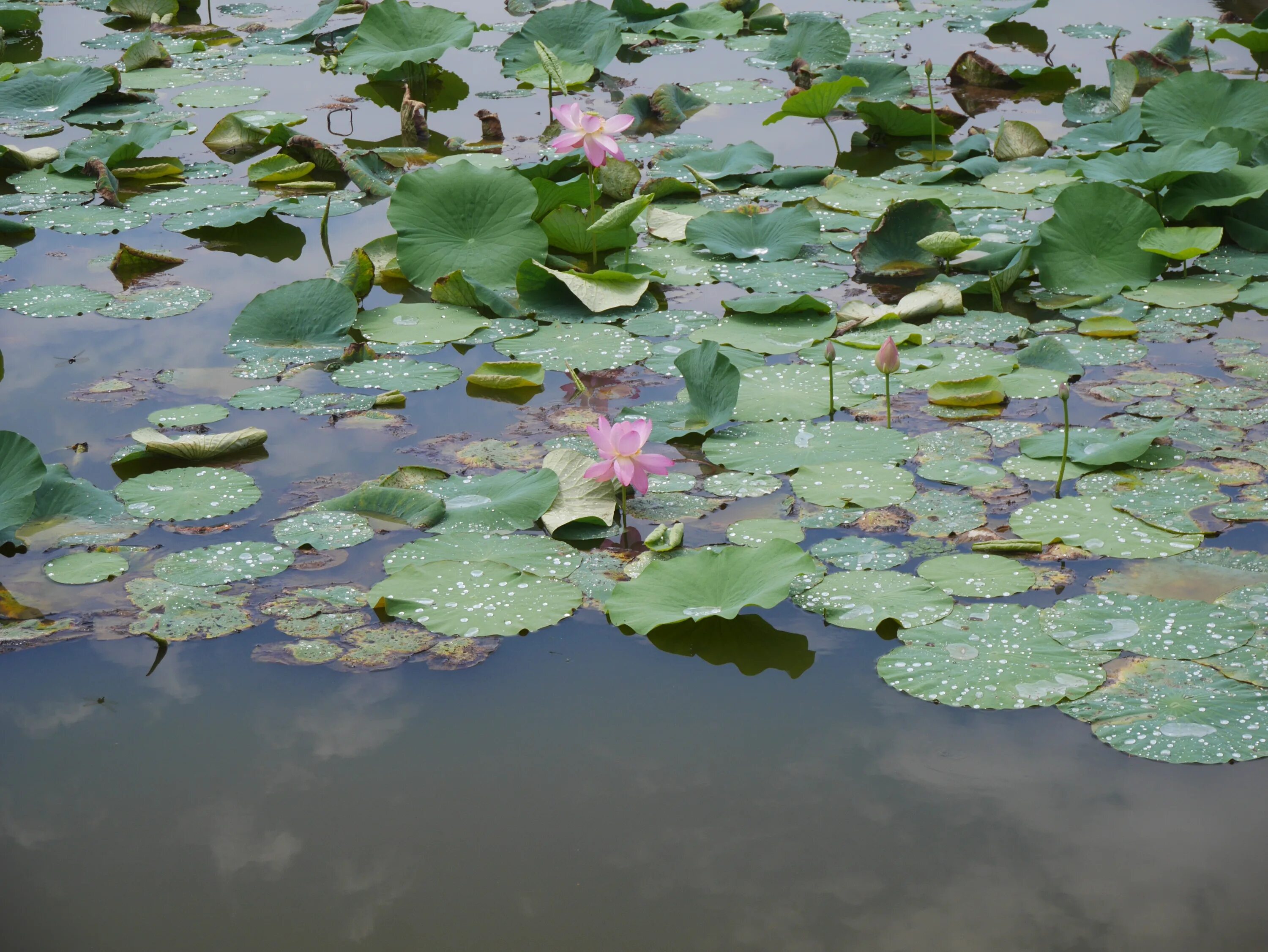 Розоватой воде на пруду. Цветы на воде. Растение с розовыми цветами для пруда. Розовые цветочки на водоёмах. На пруду розовый цветок.
