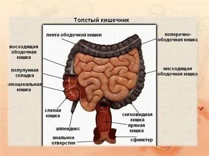 Полип кишки диета