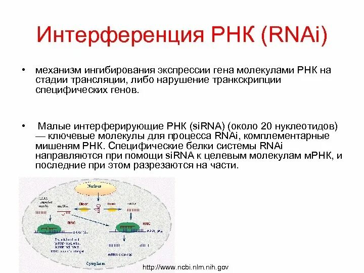 Малые интерферирующие РНК. РНК интерференция. Медицинское значение РНК-интерференции. Этапы РНК интерференции.