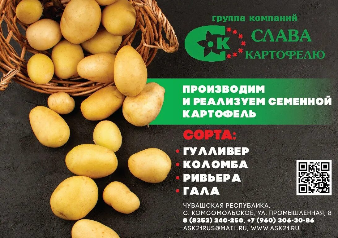Картофель чувашия