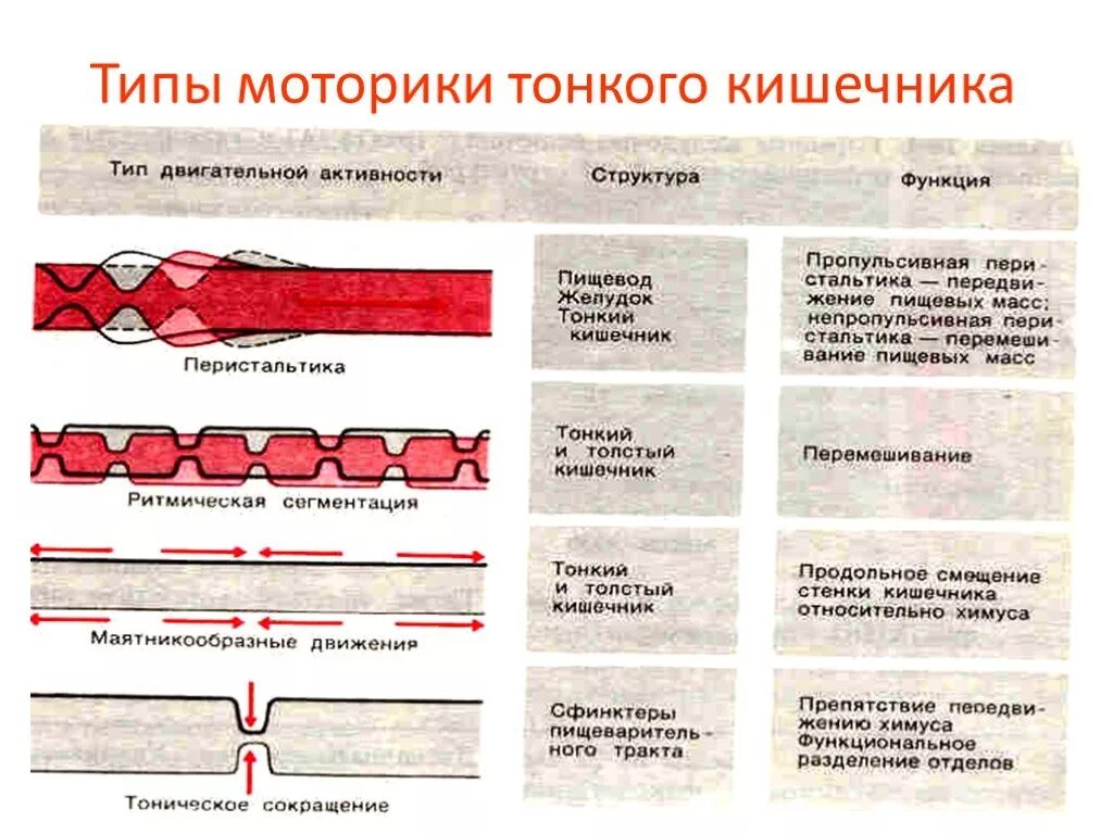 Типы моторики. Типы сокращений тонкого кишечника. Виды моторики тонкого кишечника. Виды сокращений в пищеварительном тракте. Типы сокращений толстой кишки.