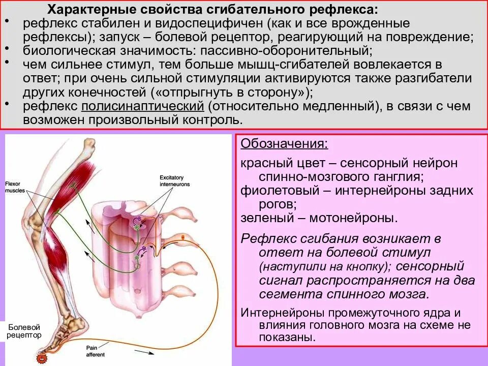 Рефлексы верхних конечностей. Сгибательный и разгибательный рефлекс. Спинальные сгибательные рефлексы. Сгибательные рефлексы спинного мозга. Рефлексы животных спинной мозг.