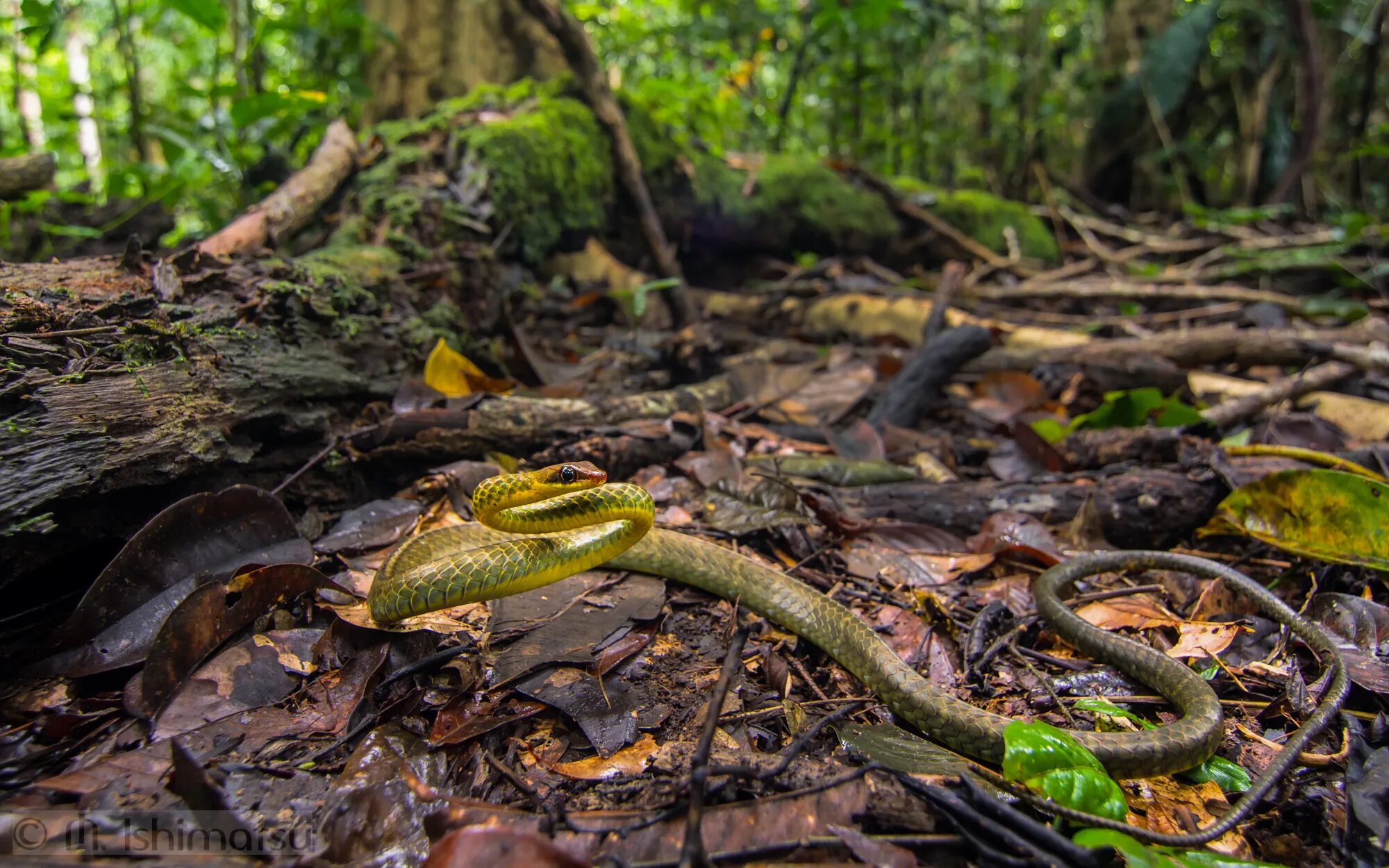 Змеи в тропическом лесу. Остров Кеймада-Гранди Бразилия. Сельва питон. Амазонская Болотная змея. Болотная гадюка Индии.