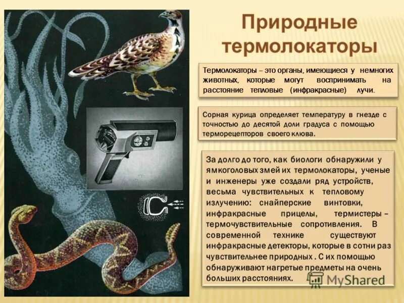 Термолокаторы. Термолокаторы у змей. Органы чувств змеи. Природные термолокаторы.