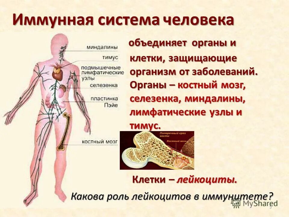 органы иммунной системы организма человека. строение иммунной системы человека. схема иммунной системы организма человека. строение иммунной системы схема. строение иммунной системы человека таблица.