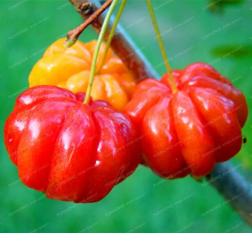 Суринамская вишня Питанга. Питанга фрукт. Томат Питанга красная. Суринамская вишня фото.