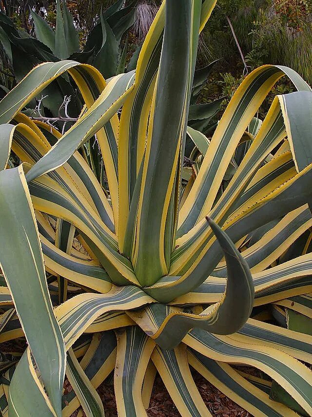 File:Agave americana4.jpg - Wikipedia
