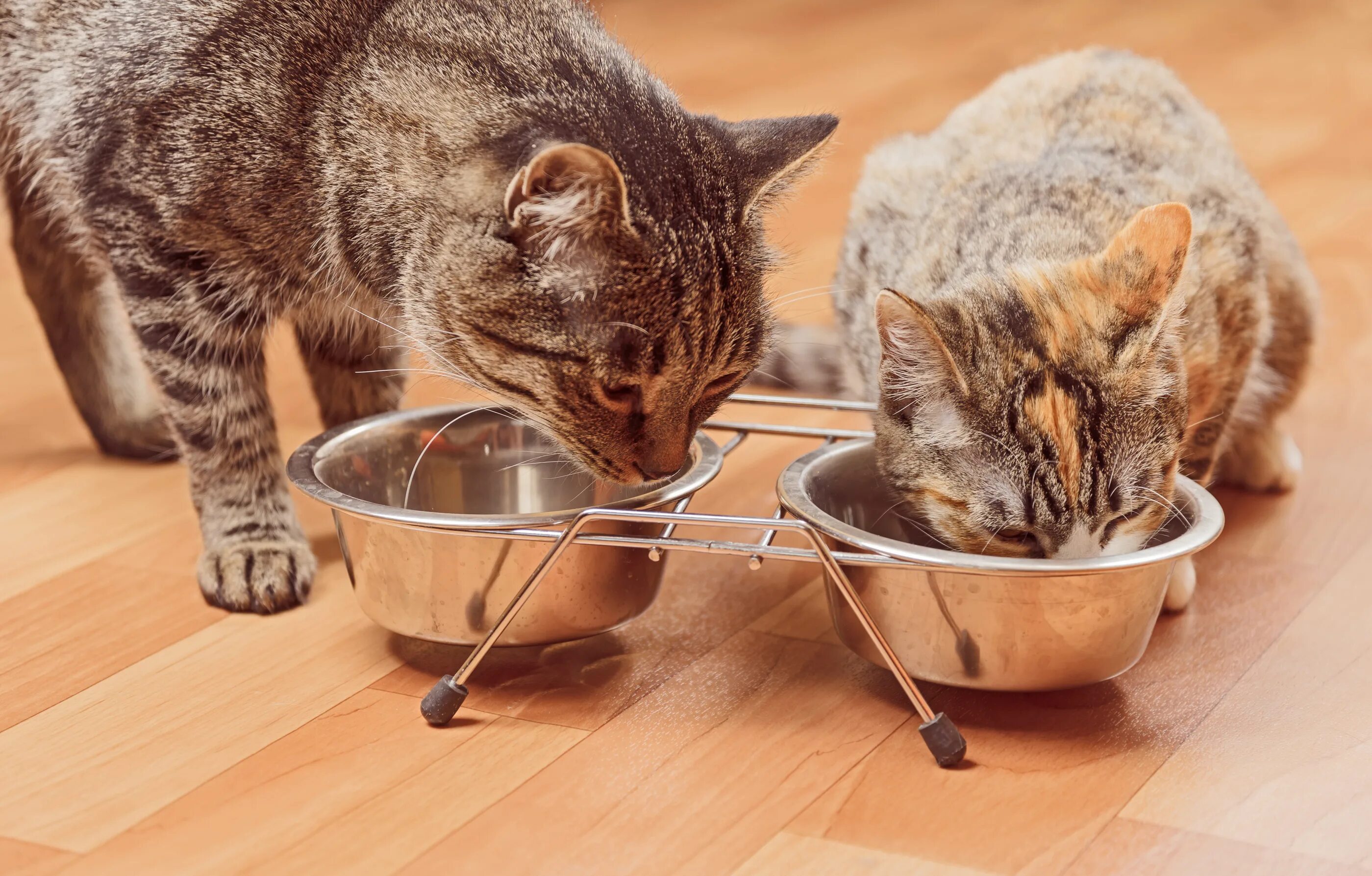 Как облегчить коту. Миска с едой. Еда для кошек. Миска для кота. Кошка кушает.