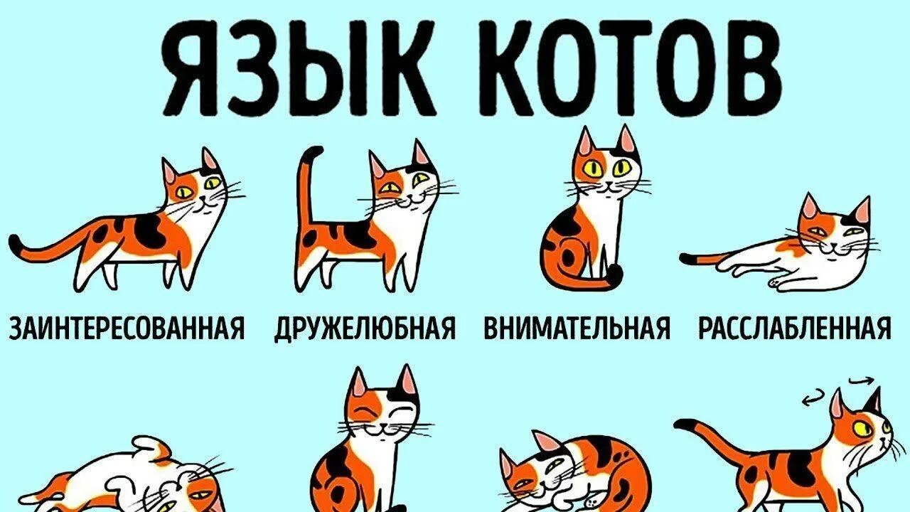Звук котов которые хотят. Настроение кошки. Как понять кошачий язык. Кошачий язык общения. Настроение котов по хвостаа.