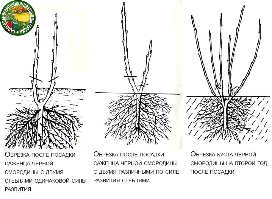 Фотография 3 на 4. Фото на документы. Обрезка 3 на 4. Обрезать абрикос весной. Посадка саженцев смородины весной.