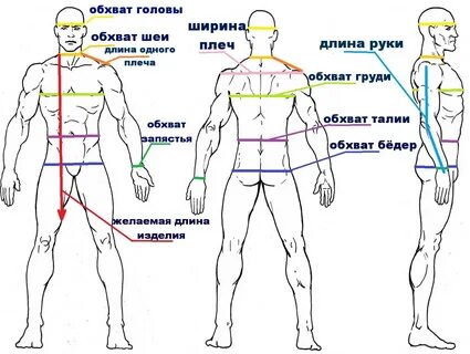 Обхват туловища