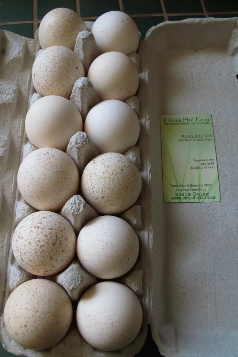Инкубация гусиных яиц. Инкубаторий Утиные яйца. Яйцо утиное инкубационное. Утиные яйца в инкубаторе. Условия инкубации утиных яиц