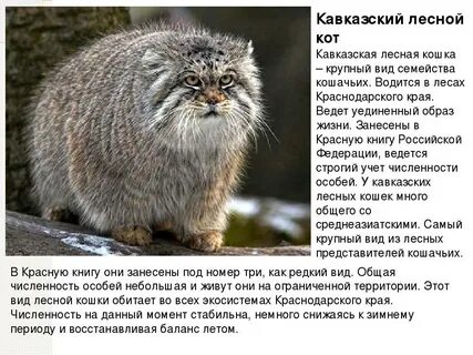 Животные из красной книги кот