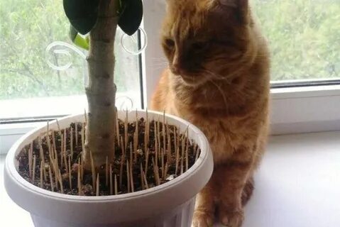 Как отучить кота копать