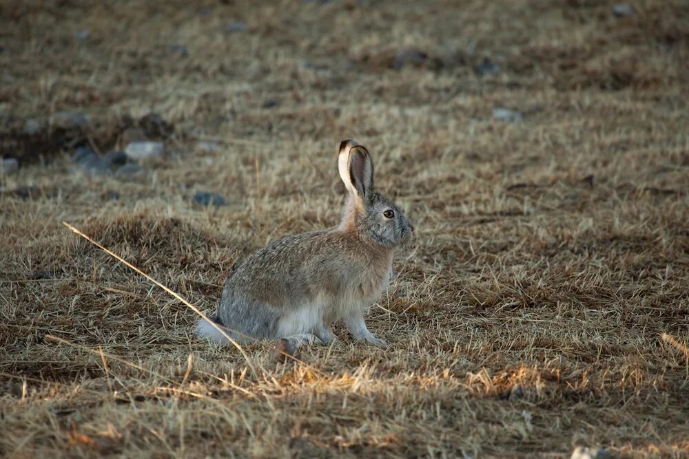 зайчик в лесу. заяц убегает в лес. заяц под кустом. заяц убегает. степной заяц толай.
