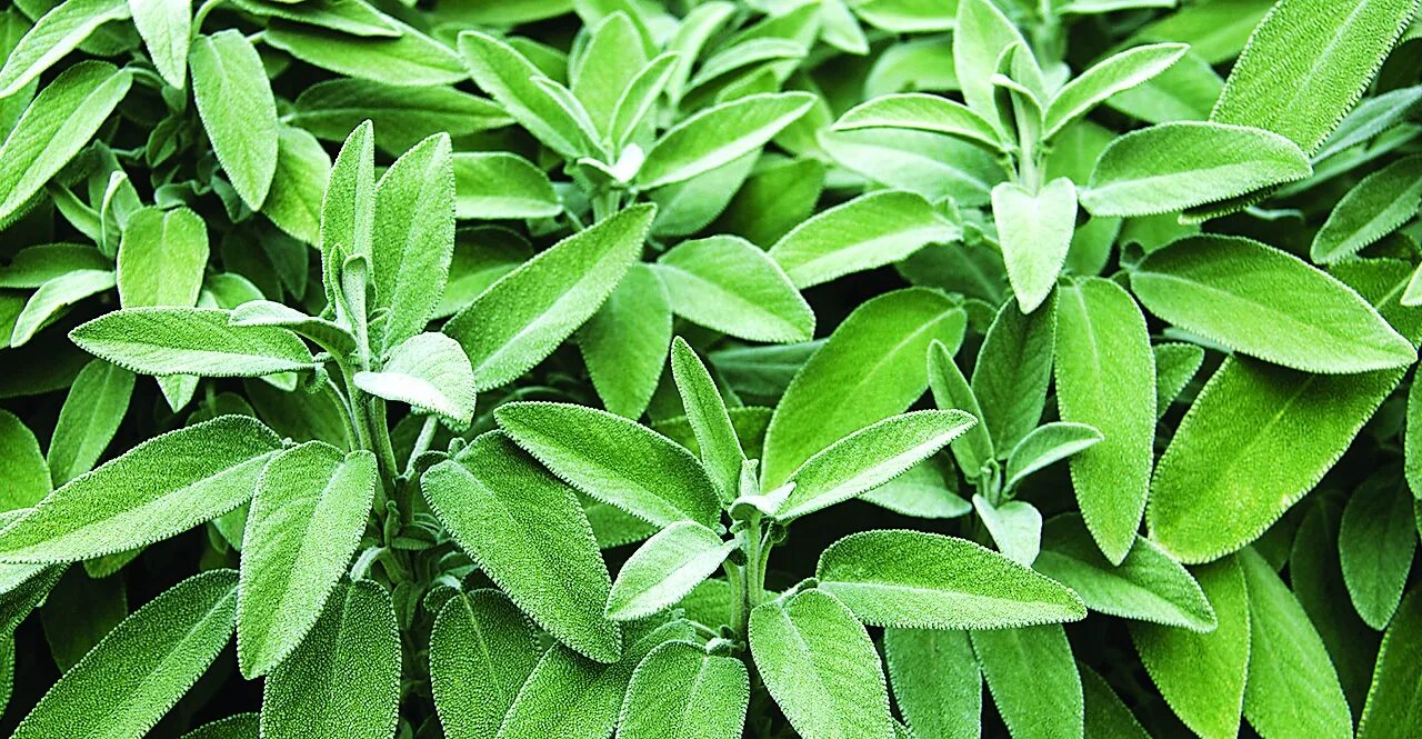 Шалфей Вариегата. Salvia officinalis "Sage". Шалфей лекарственный PURPURASCENS. Шалфей лекарственный (Salvia officinalis).