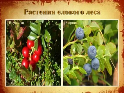 Сопутствующие виды елового леса