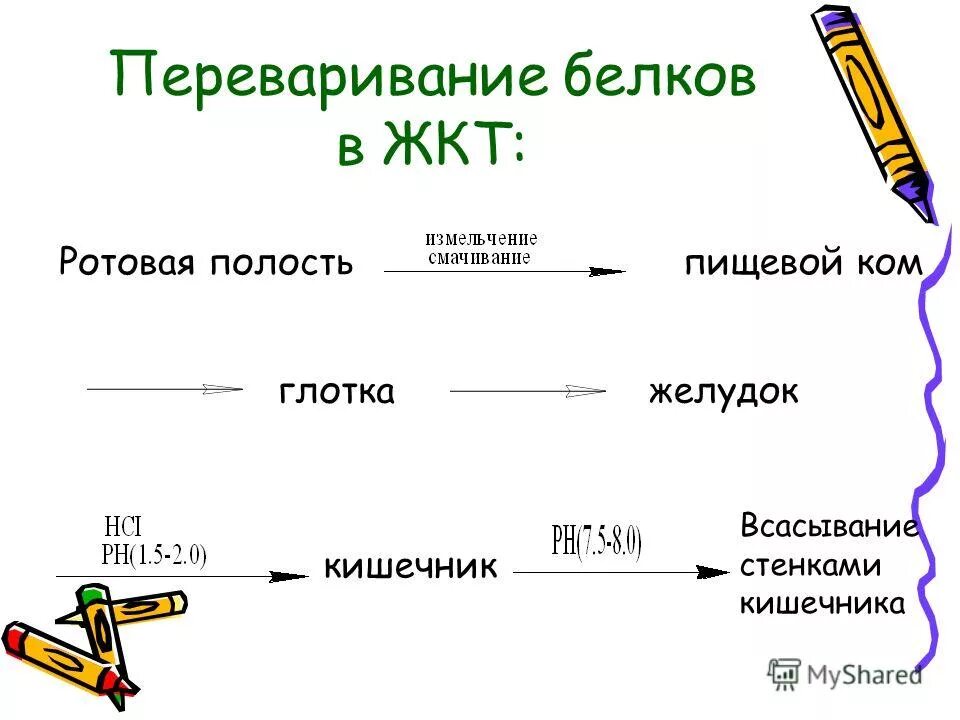 Схема переваривания белков. Переваривание белков биохимия кратко.