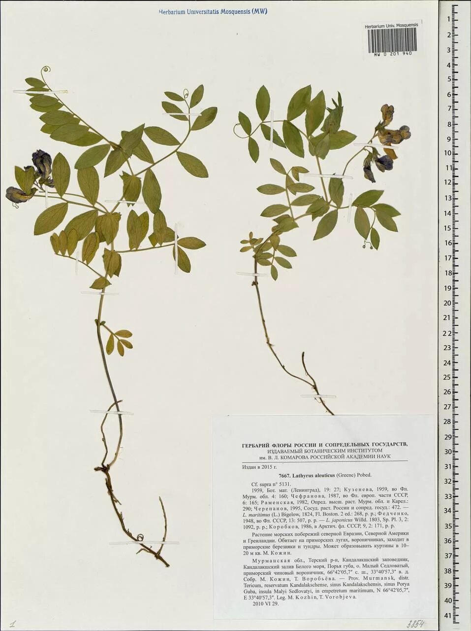 Чина японская. Lathyrus japonicus Willd.. Чина японская (Lathyrus japonicus). Чина японская Ботаническое описание. Чина Алеутская.