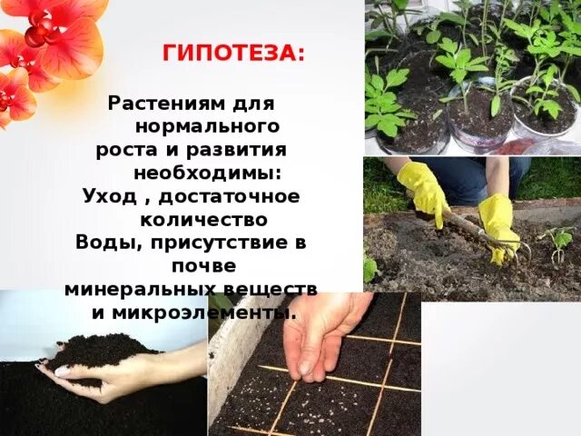 Влияние почвы на растения. Влияние растительности на почву. Растениям для роста и развития необходимы. Проект влияние почв на растения. Влияния почв на растительность