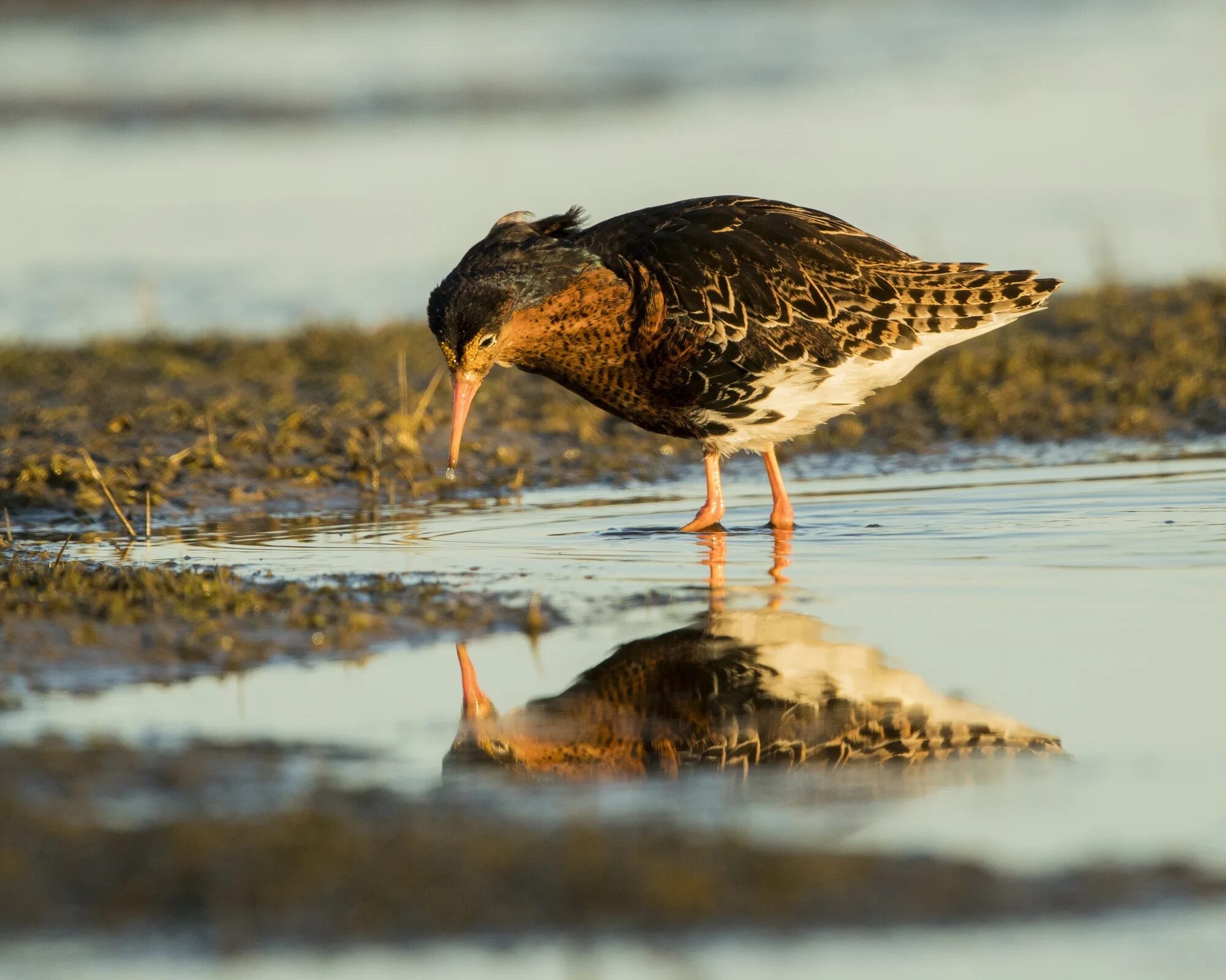 Турухтан птица питание. Перья турухтана фото и описание. Чирок турухтан. Какое животное занесено в красную книгу турухтан. Турухтан остров врангеля.