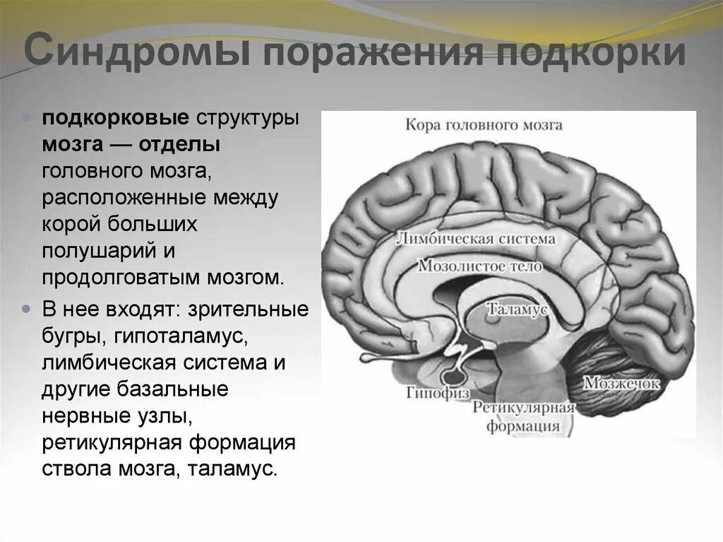 Лимбическая система корковые и подкорковые структуры. Функции подкорковых структур мозга. Подкорковые функции головного мозга. Корковая активность головного мозга