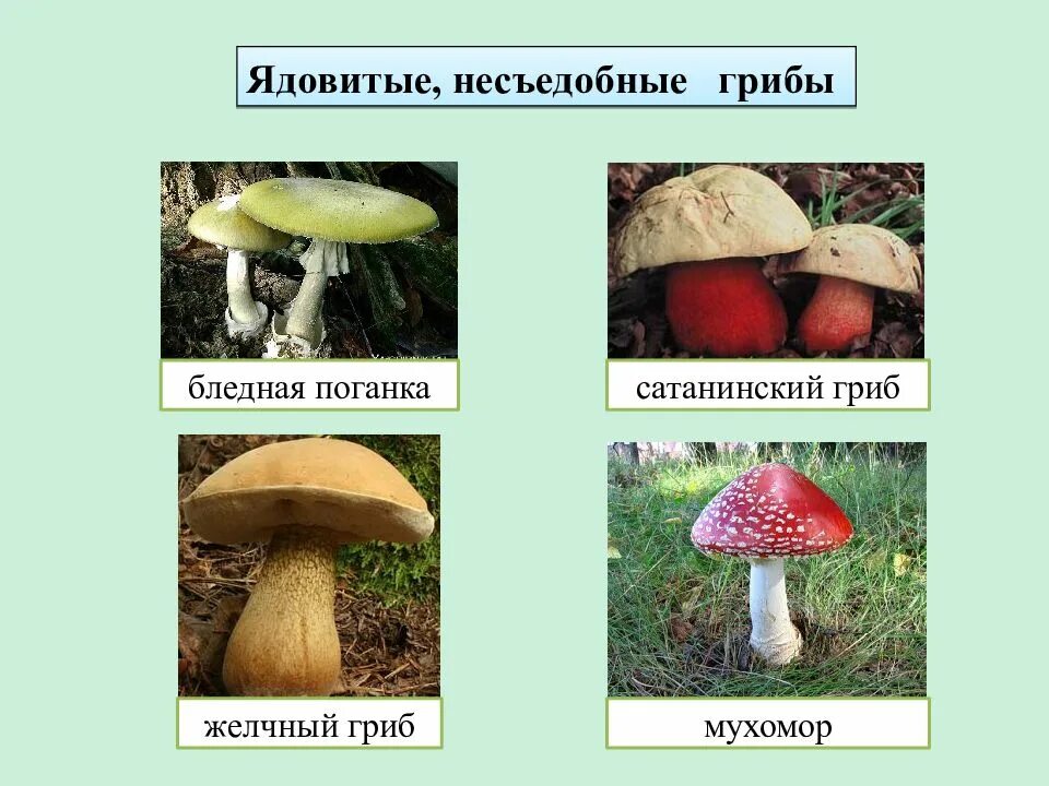 Назови 3 гриба. Несъедобные трубчатые грибы. Название ядовитых грибов. Рисунки съедобных и ядовитых грибов. Несъедобные грибы названия 2 класс.