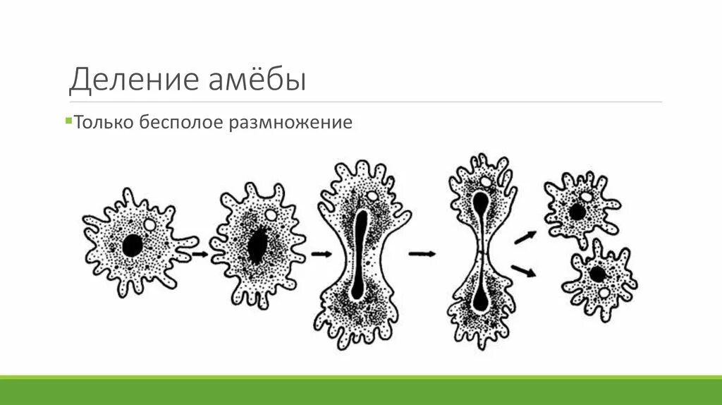 Выбери примеры бесполого размножения. Бесполое размножение амёбы. Процесс размножения амебы. Процесс деления амёбы обыкновенной. Бесполое размножение амёбы рисунок.