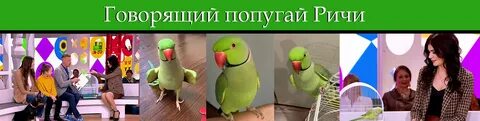 Попугай ричи