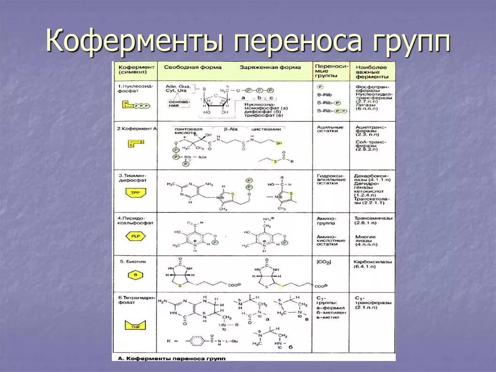 СТРОЕНИЕ И СВОЙСТВА ФЕРМЕНТОВ презентация, доклад