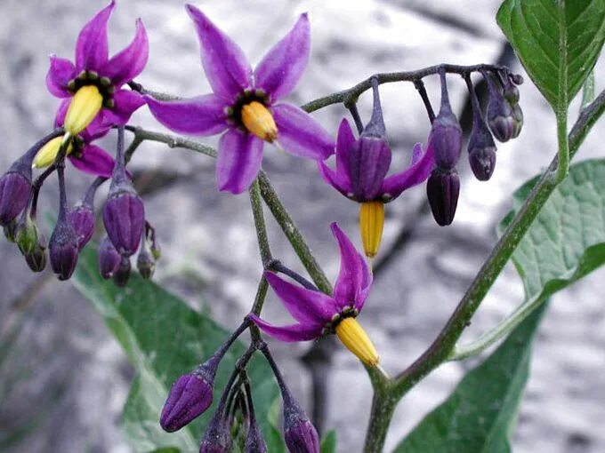 Паслен сладко горький фото Bittersweet Nightshade Solanum dulcamara POISONOUS, All . Flickr