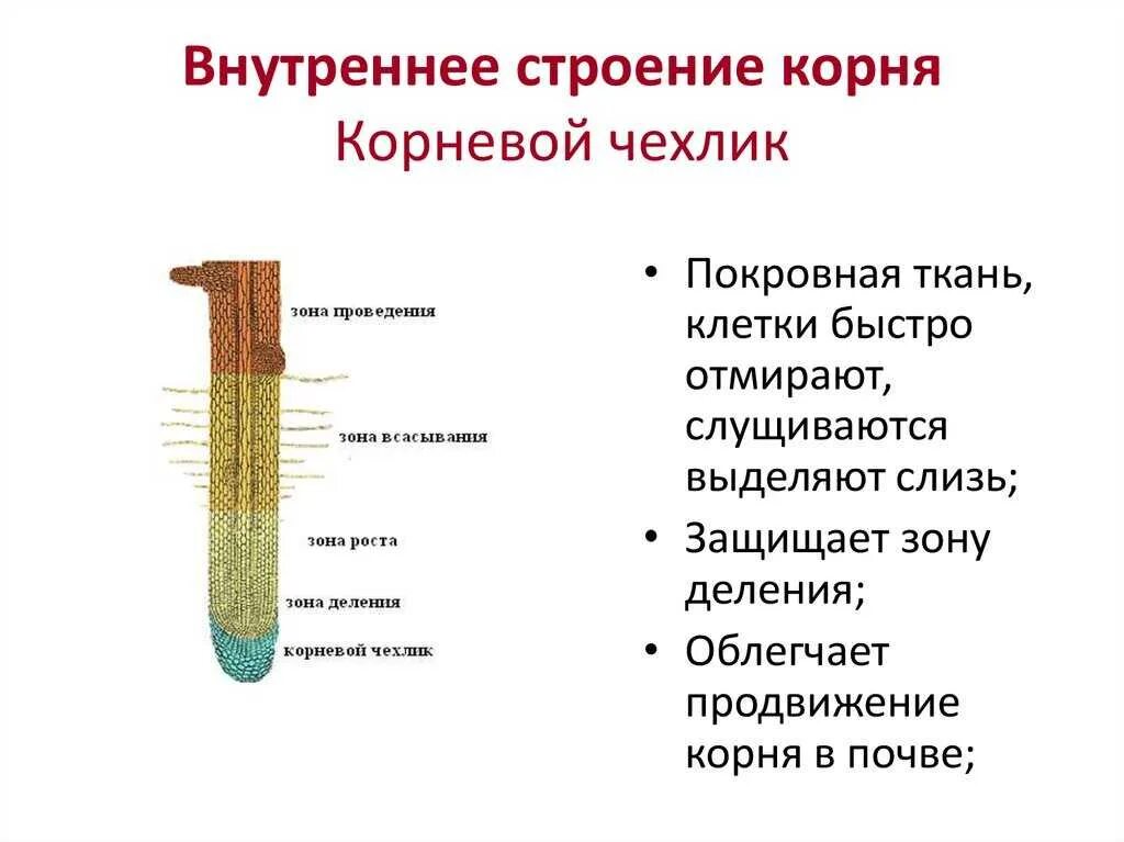 Какие ткани есть в корне растения. Корневой чехлик строение. Внутреннее строение корня строение и функции. Корневой чехлик строение и функции. Особенности внутреннего строения корня.