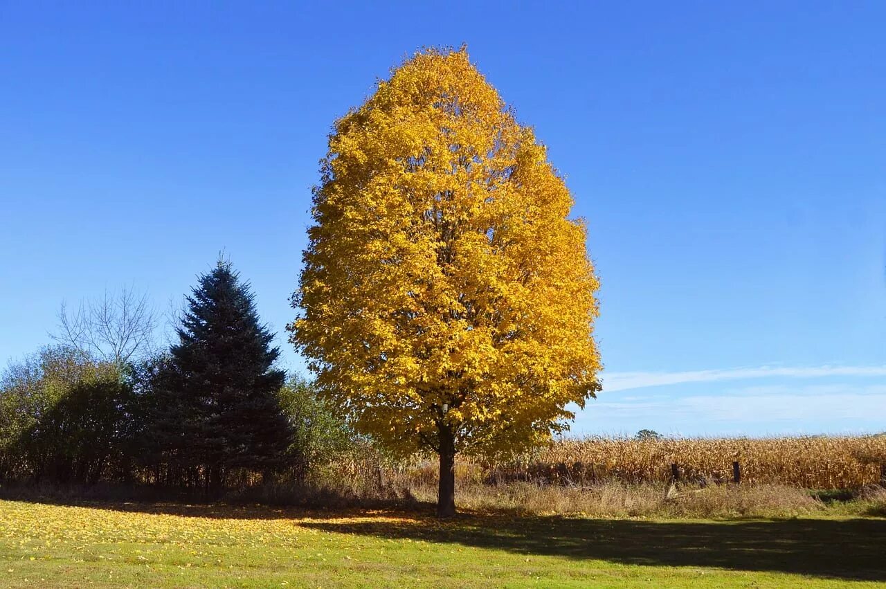 Yellow tree