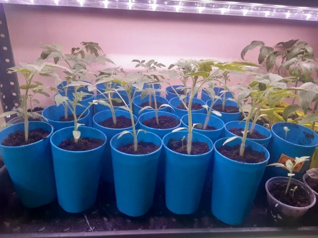 Гигант рассада. Гигант рассада. Розовый слон томат рассада. Рассада помидор розовый слон. Томат розовый гигант рассада.