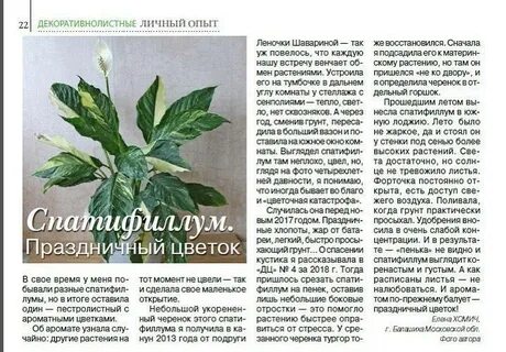 Спатифиллум канифоль описание