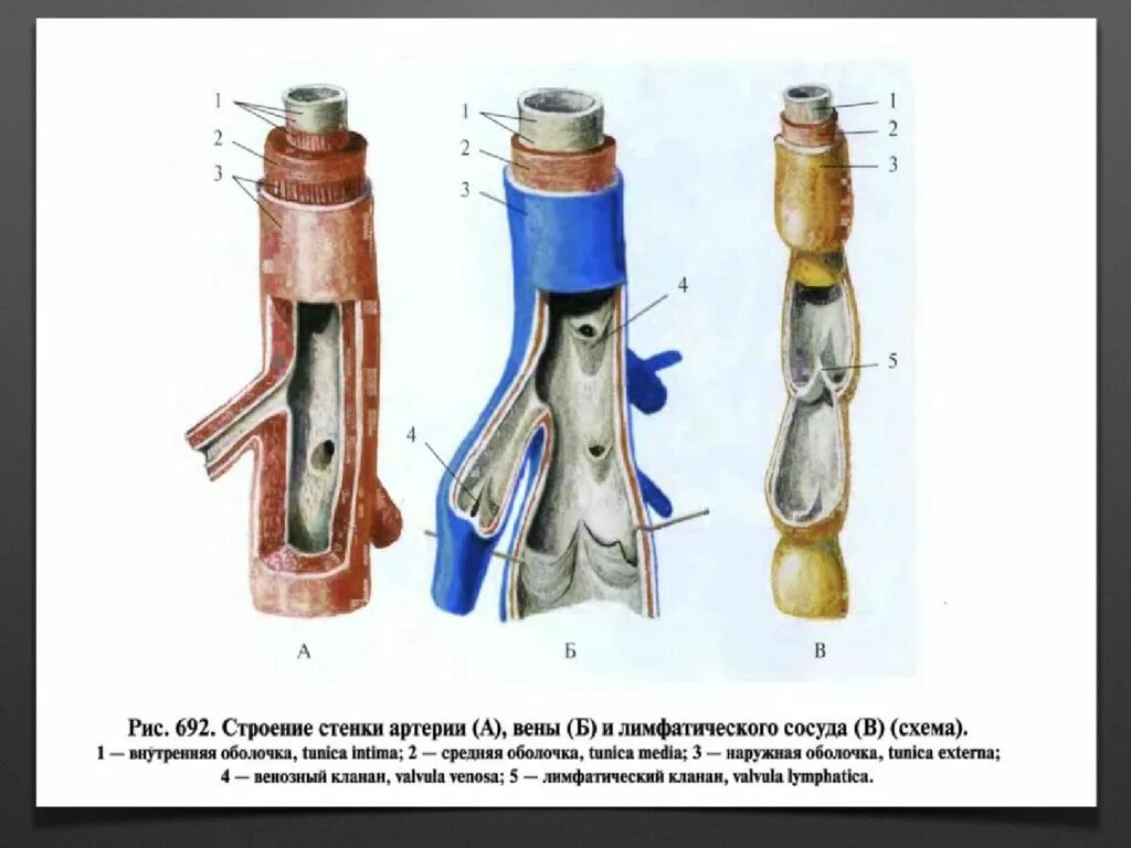 Особенность строения вены по сравнению с артерией. Стенка лимфатического сосуда. Строение стенки лимфатических сосудов. Строение стенки лимфатического капилляра. Вены и лимфатические сосуды.