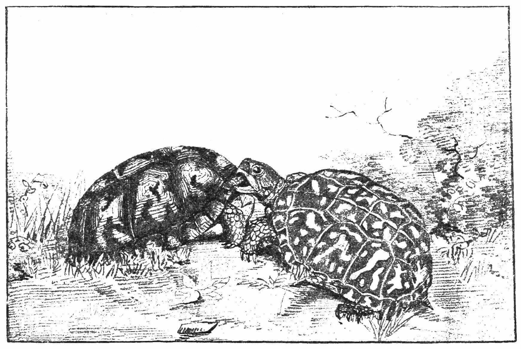 Turtle fight