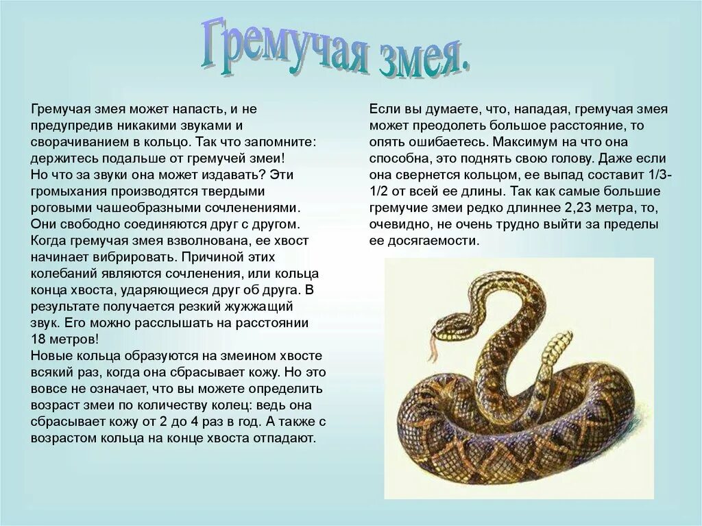 Какая среда обитания у змей. Змеи доклад. Гремучая змея информация. Змеи гремучники. Сообщение о гремучей змее.