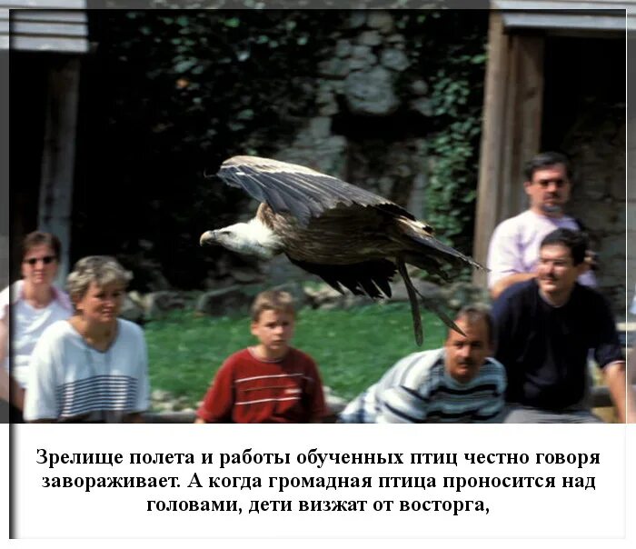 Соколы Кремля сторожевые. Случайные фото гигантских птиц. Благочестивая птица. Птица была обучена вытаскивать.
