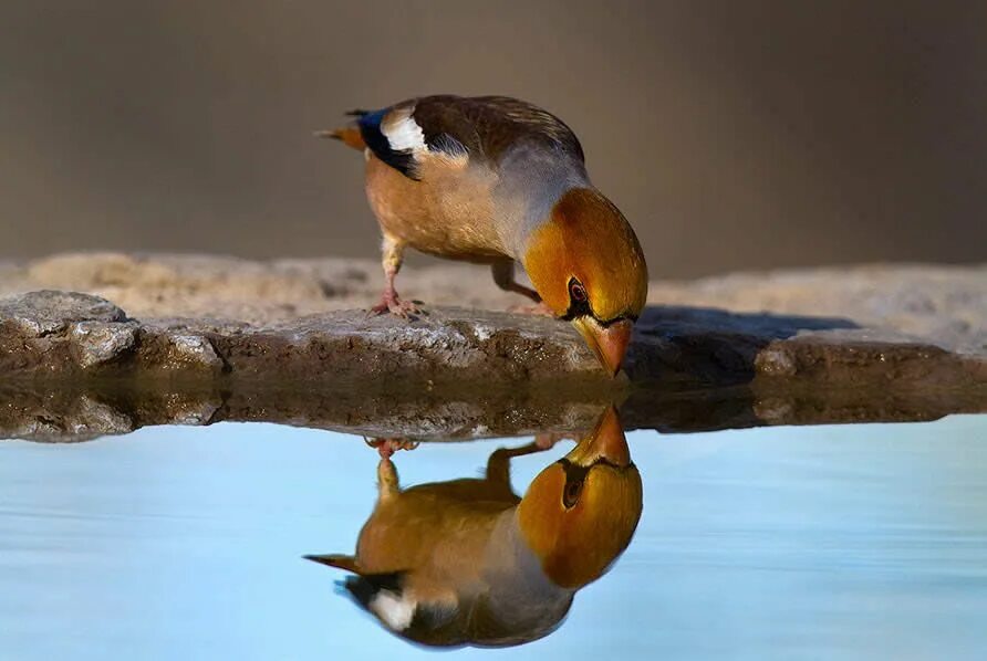 Водопой для птиц. Птицы пьют воду. Отражение птиц в воде. Птичка пьет воду.