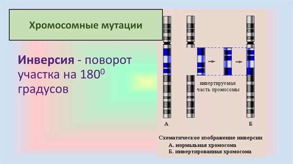 Хромосомные мутации хромосомные мутации. Делеция дупликация инверсия транслокация. Инверсия хромосомная мутация. Хромосомные мутации схема. Поворот хромосом на 180 градусов