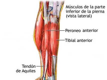 Lower leg