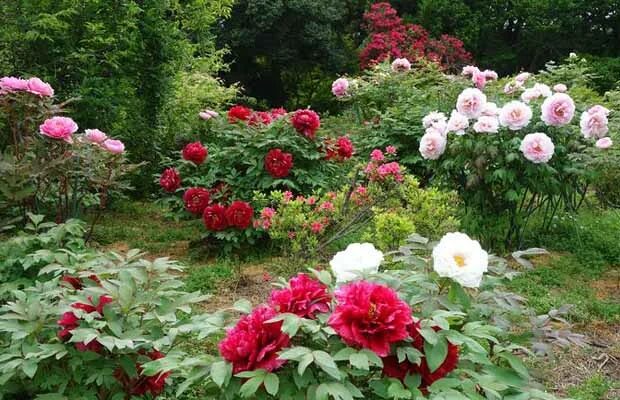 Дицентра великолепная (dicentra spectabilis). Клумба пионы лилейник хоста. Миксбордер с пионами. Пионы в тени. Пионы в тени.