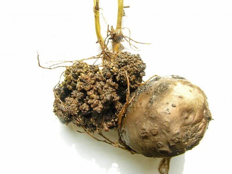 Корнеплод свеклы и клубень картофеля. Synchytrium endobioticum. Synchytrium endobioticum на картофеле.