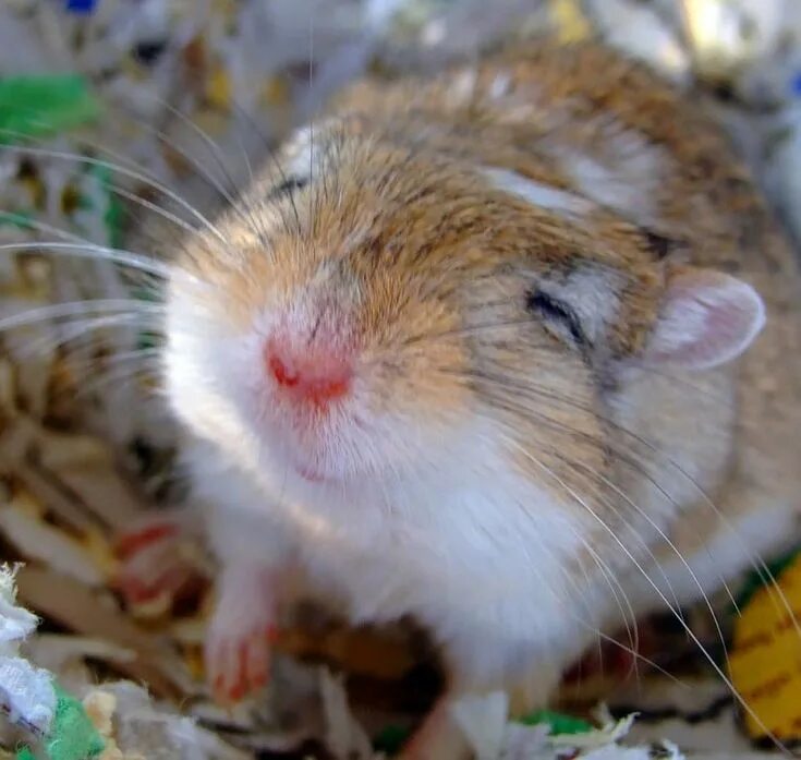 How adorable